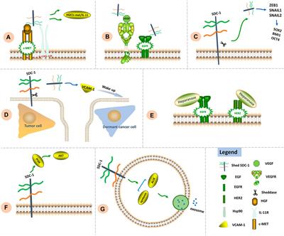 The Role and Therapeutic Value of Syndecan-1 in Cancer Metastasis and Drug Resistance